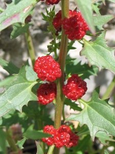 Chenopodium capitatum